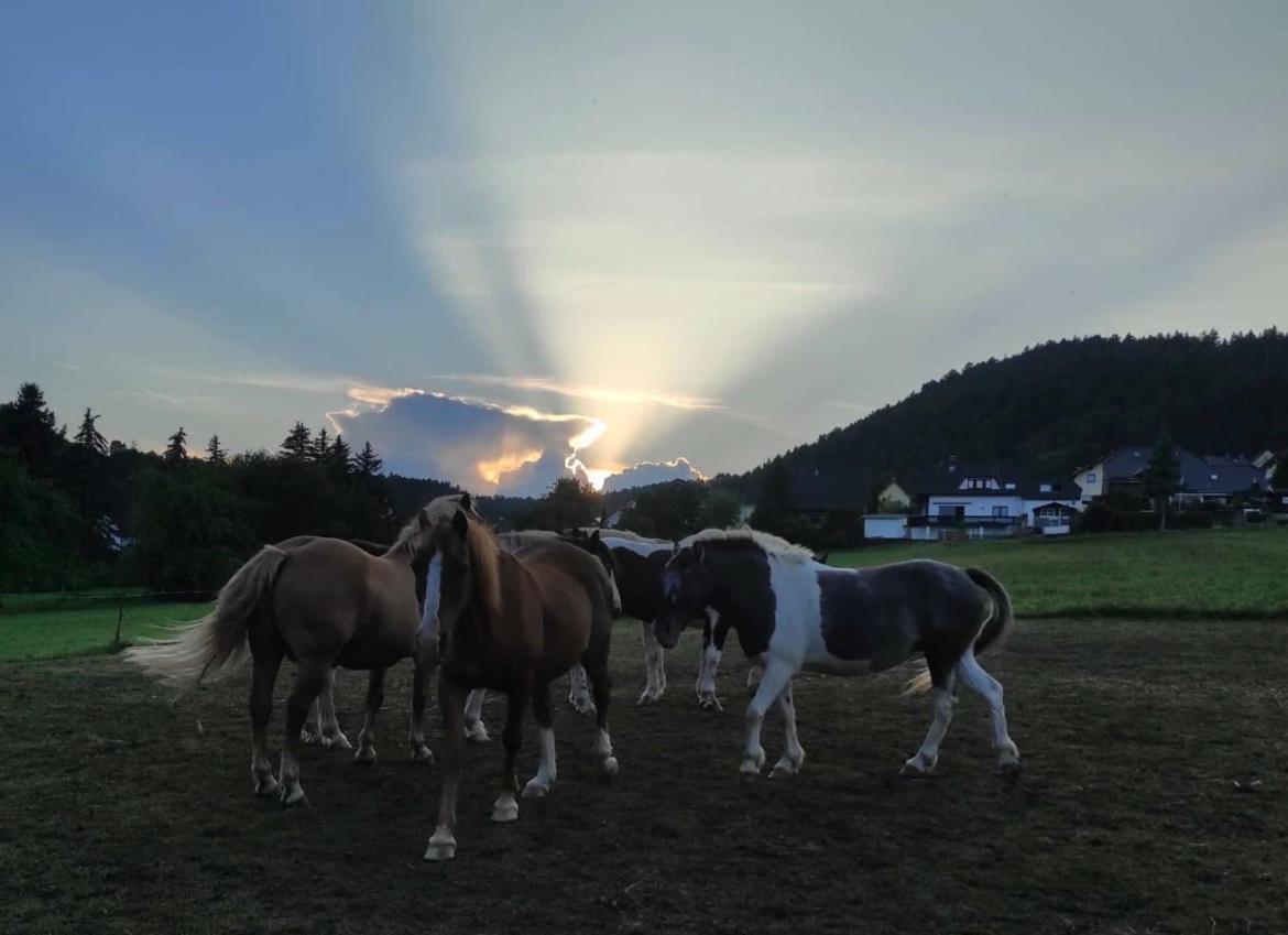 Ferienwohnung Am Tor Zum Thueringer Wald Plaue  Buitenkant foto